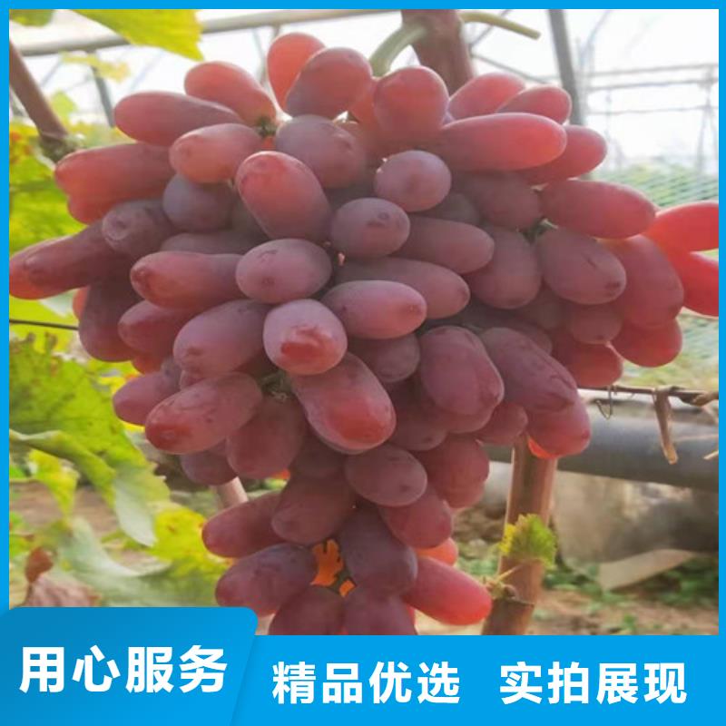 葡萄葡萄苗物流配貨上門