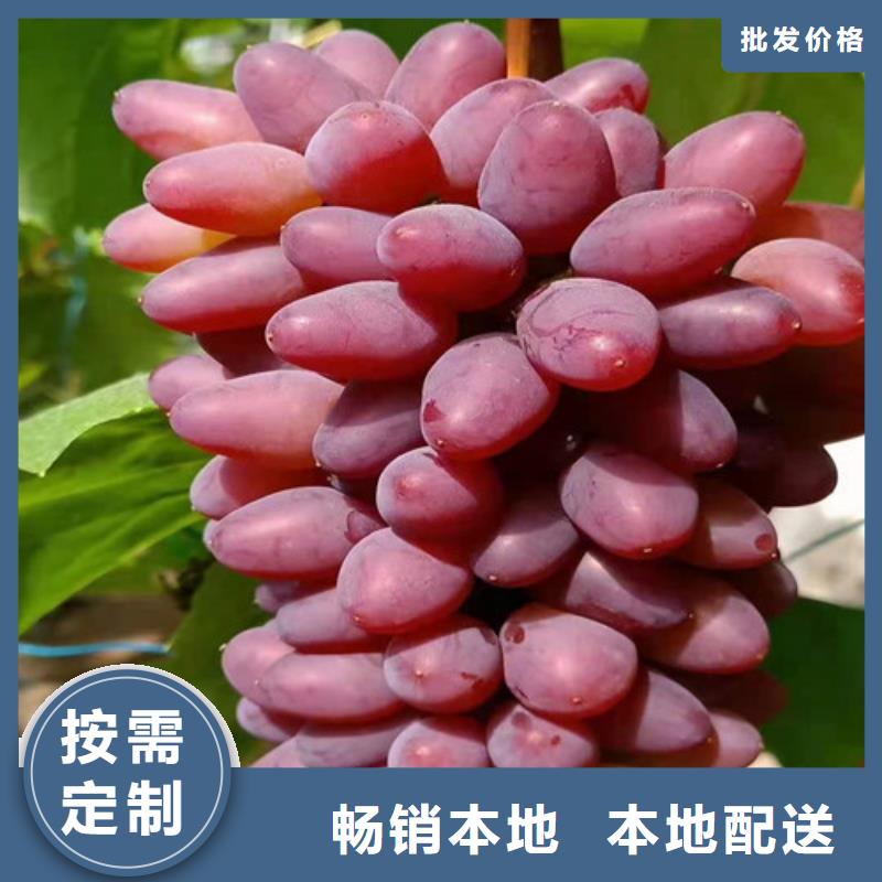 葡萄山楂苗專注產品質量與服務