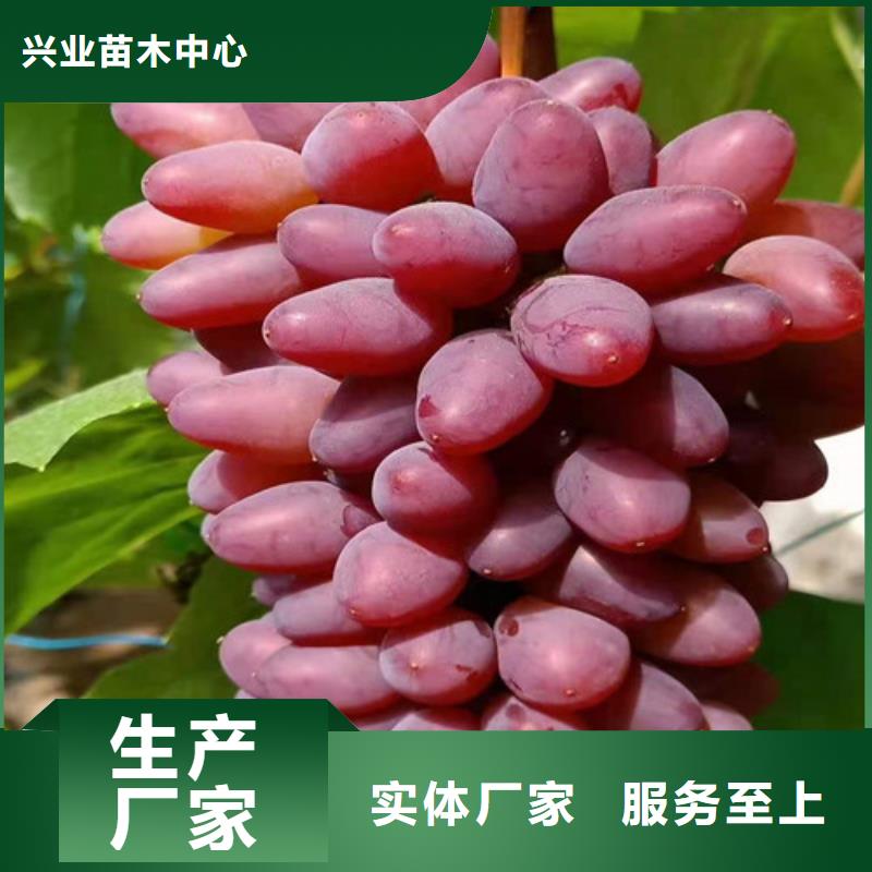妮娜皇后葡萄樹苗
