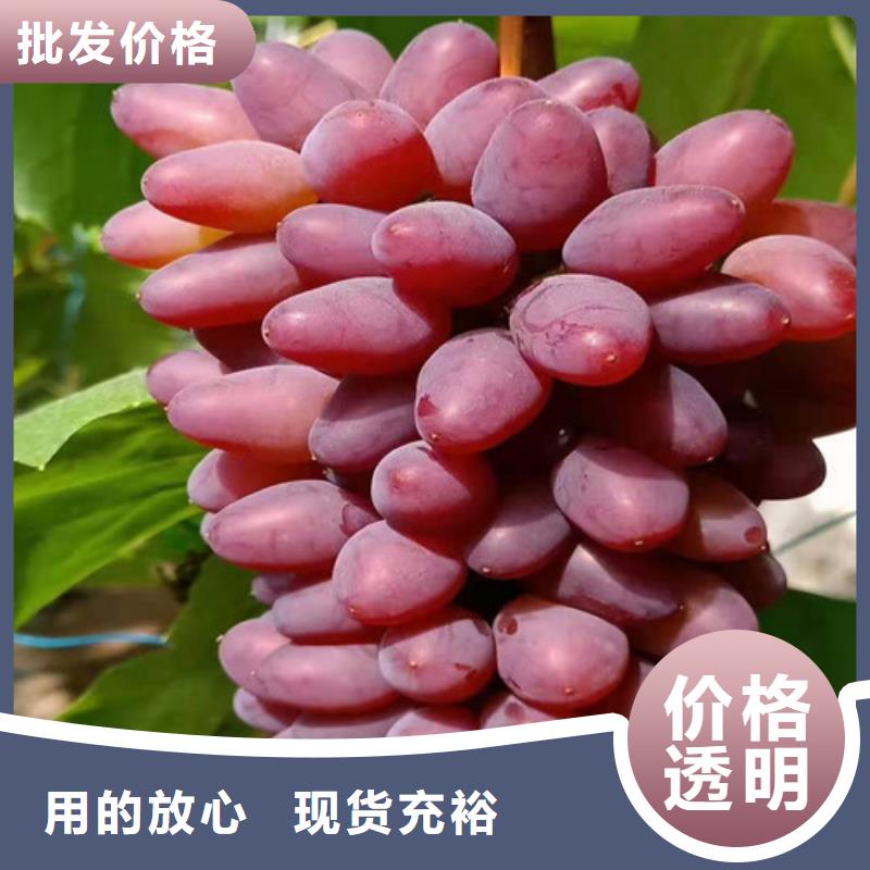 早霞玖瑰葡萄苗