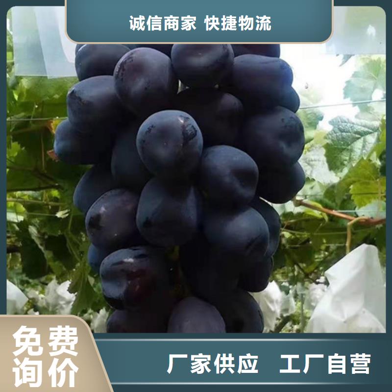 葡萄桃樹苗品質(zhì)優(yōu)選