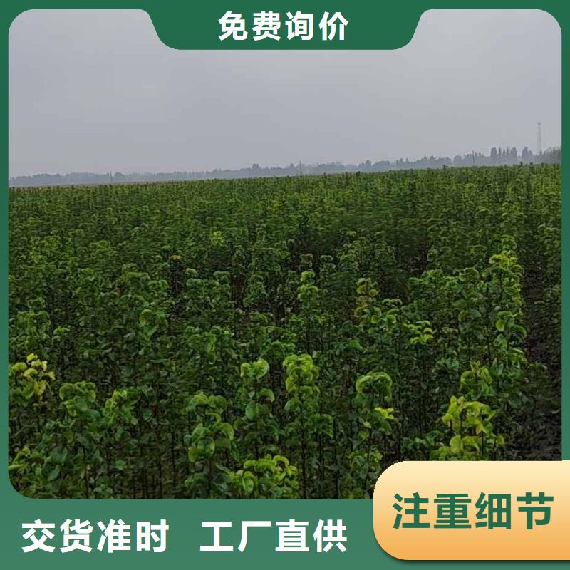 梨玉露香梨樹苗可零售可批發