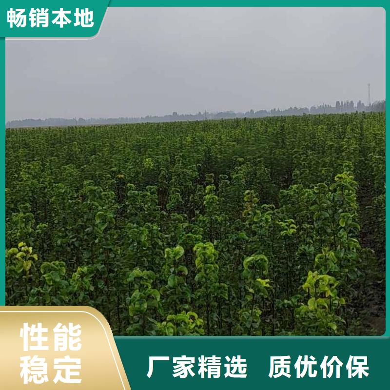 秋月梨种植苗生产基地