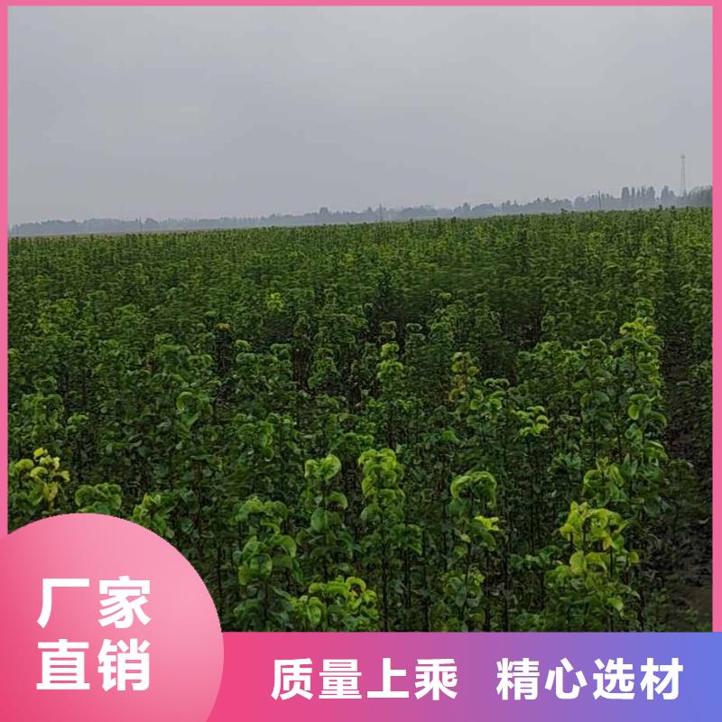 秋月梨苗高產品種