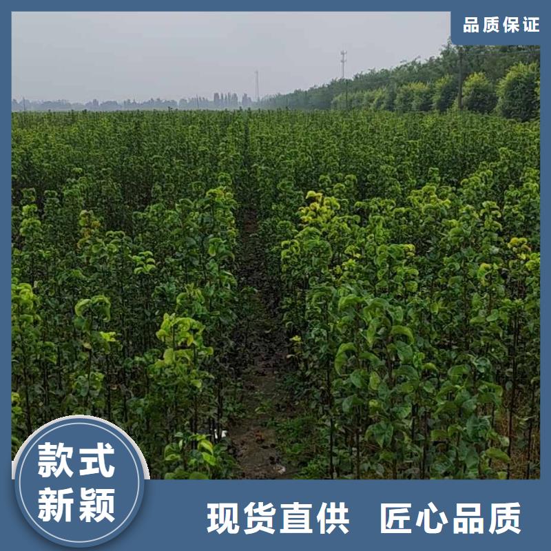 秋月梨種植苗成活率高