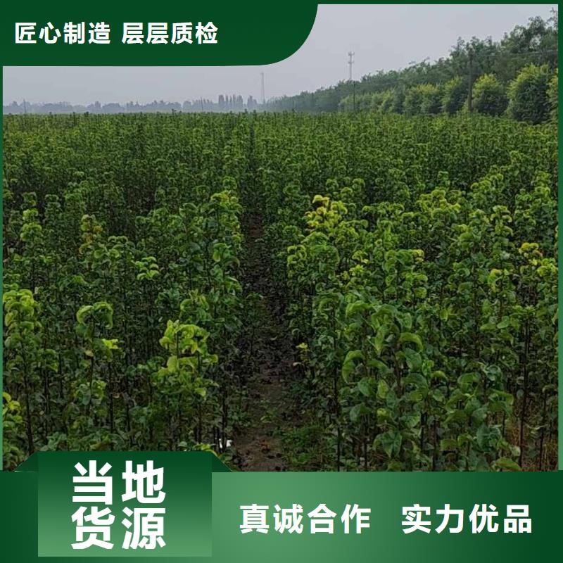 秋月梨苗種植時間