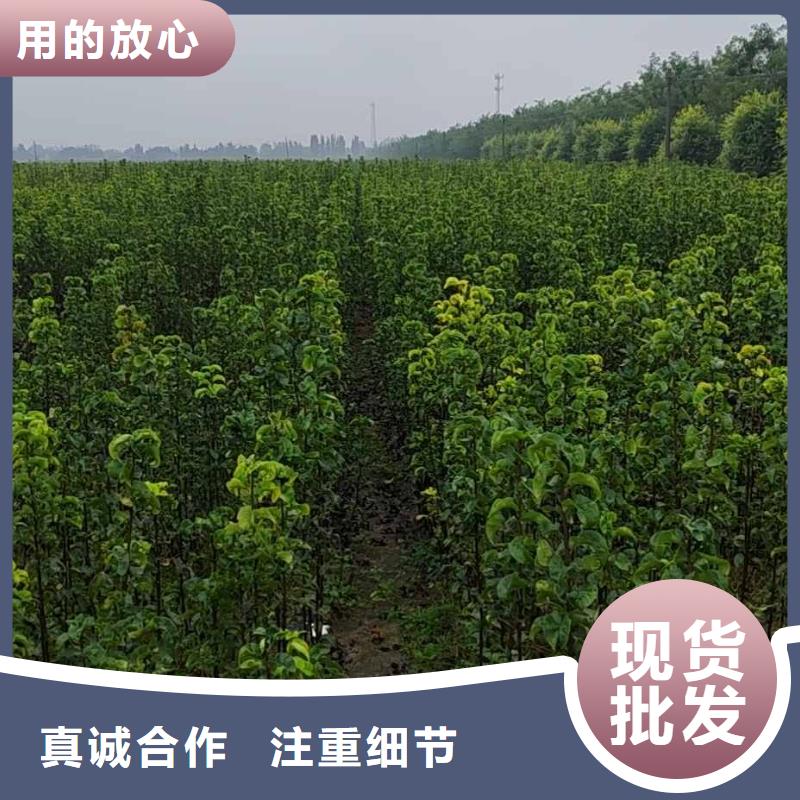 梨_山桃苗性能穩(wěn)定