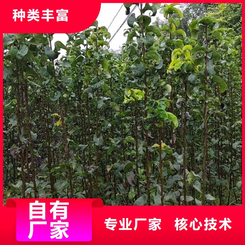 秋月梨種植苗生產(chǎn)基地