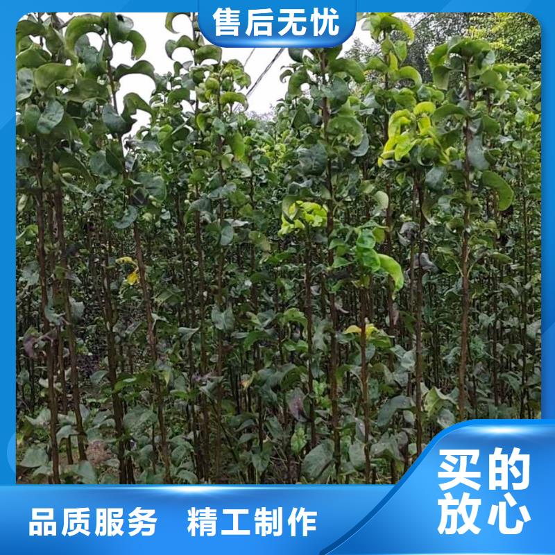 梨新梨7號梨樹苗采購無憂