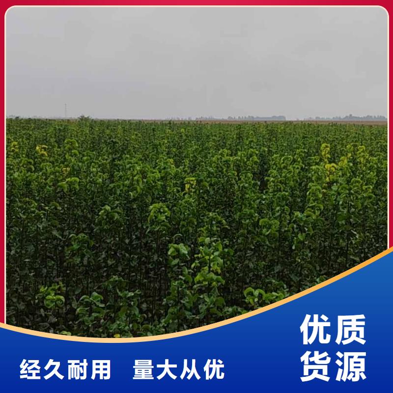【梨】-杜梨苗定制速度快工期短