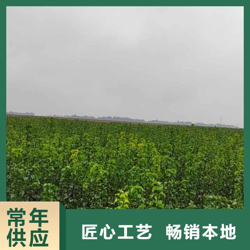 秋月梨種植苗哪里的數量大