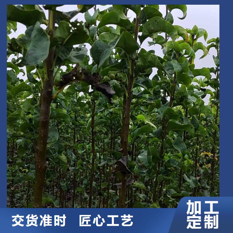 秋月梨種植苗專業(yè)合作社