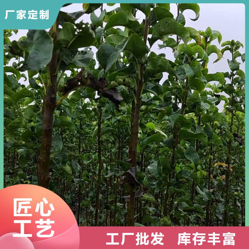 秋月梨種植苗生產(chǎn)基地