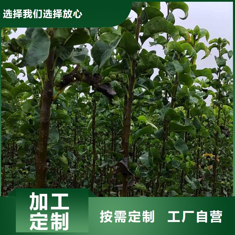 梨杜梨苗质量上乘