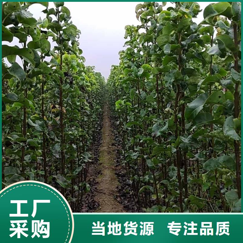 秋月梨种植苗基地图片