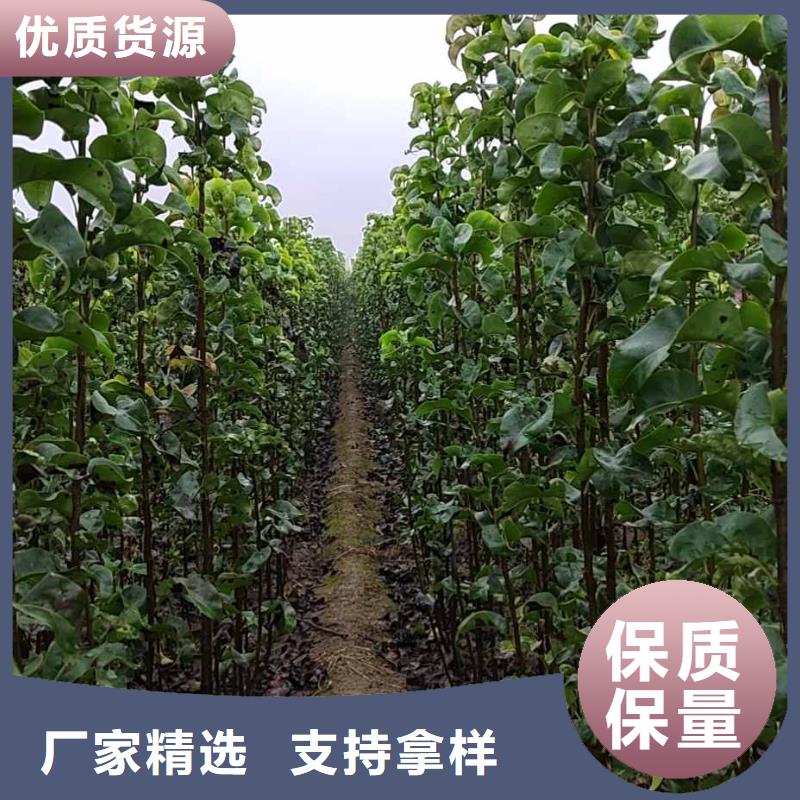 梨瑞蟠101桃樹苗價格有優(yōu)勢