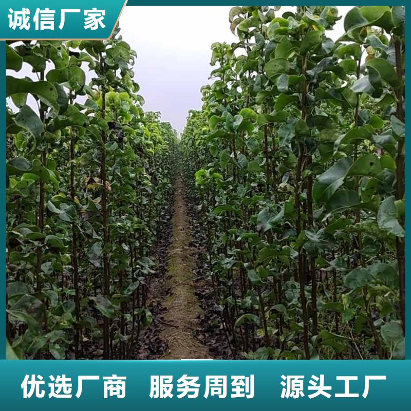 梨,皇冠梨樹苗性價比高