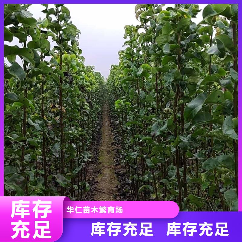 秋月梨苗品種大全