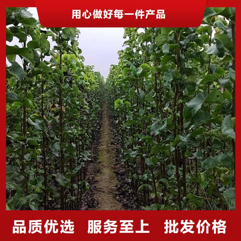 梨杜梨苗质量上乘