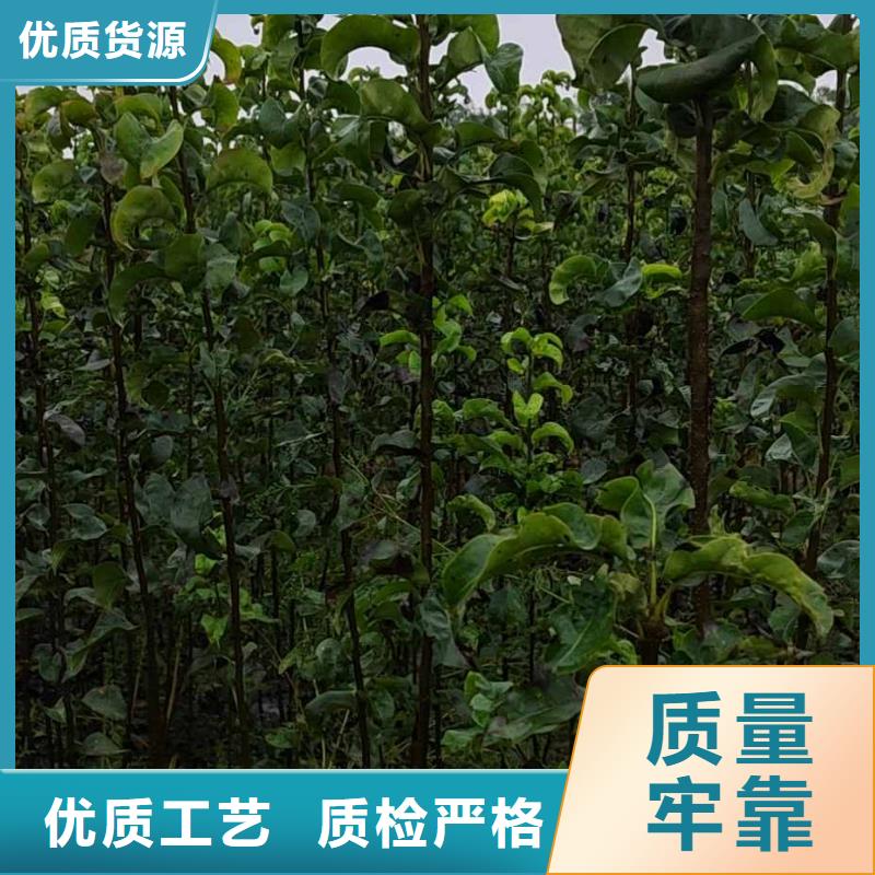 秋月梨樹苗廠家