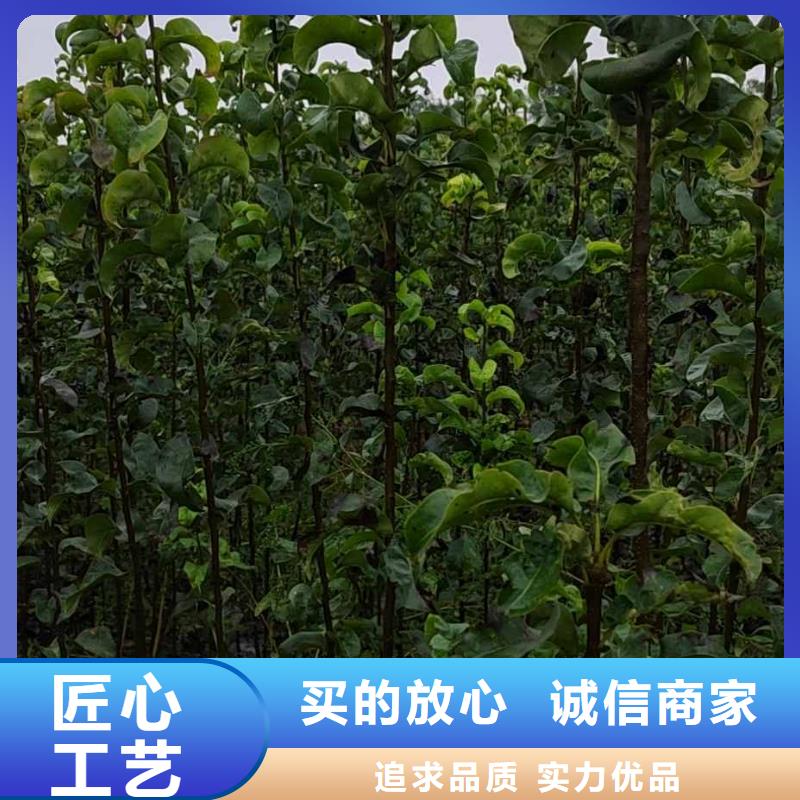 秋月梨樹苗行情