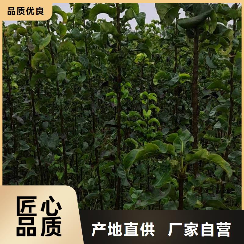 秋月梨苗种植时间