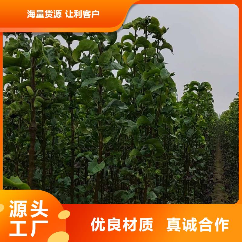 梨_山桃苗規格齊全