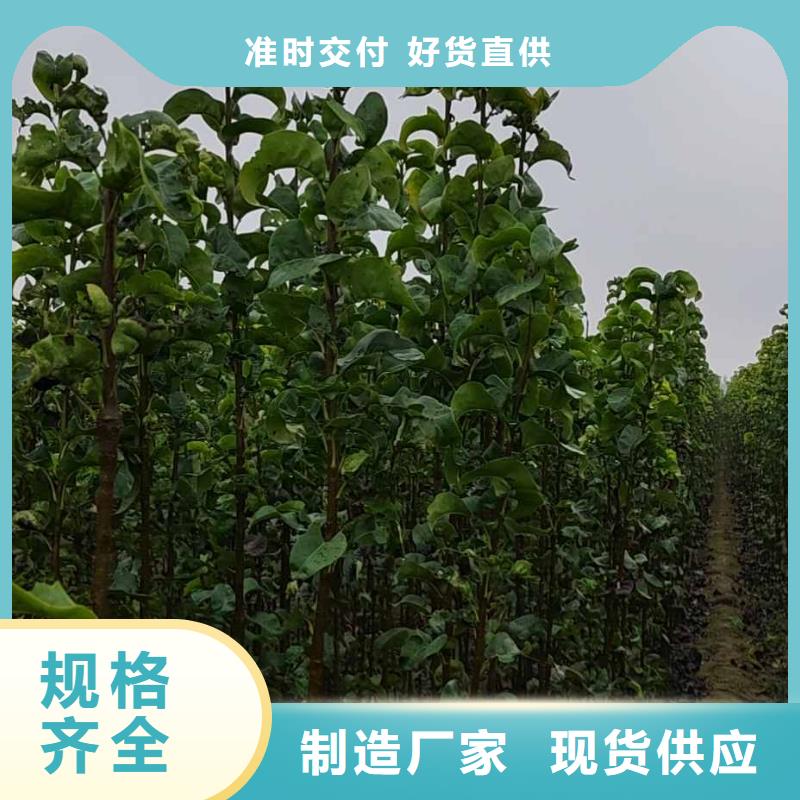 秋月梨種植苗種植基地