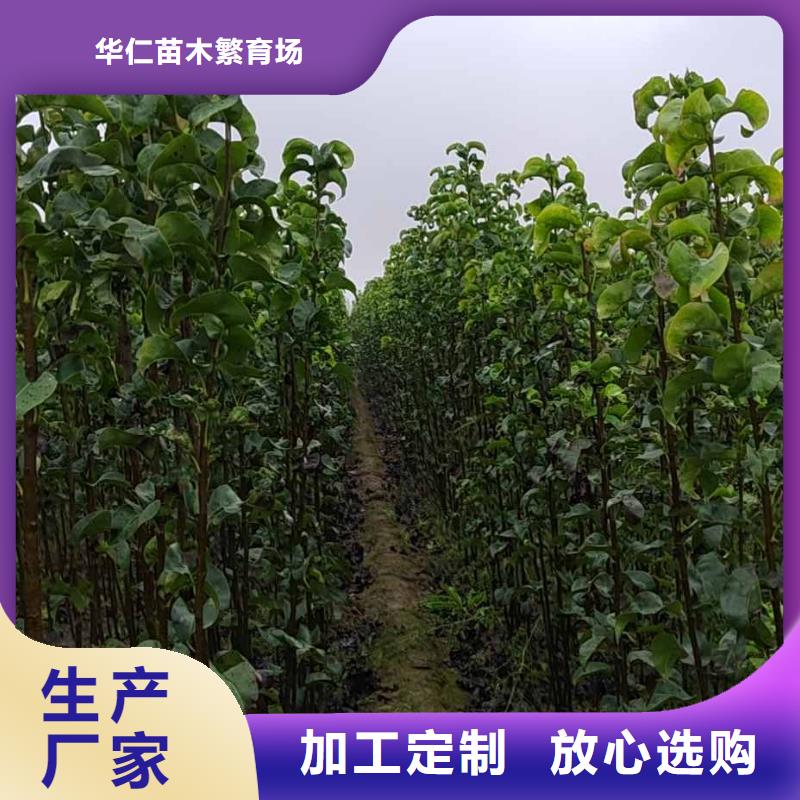 秋月梨樹苗種植基地