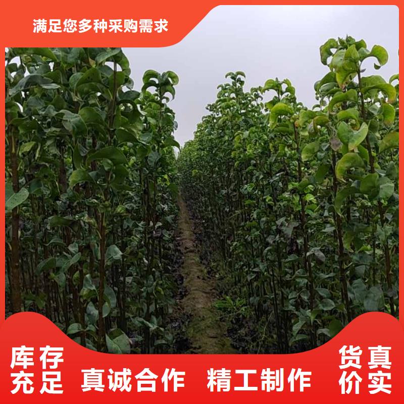 秋月梨種植苗批發基地