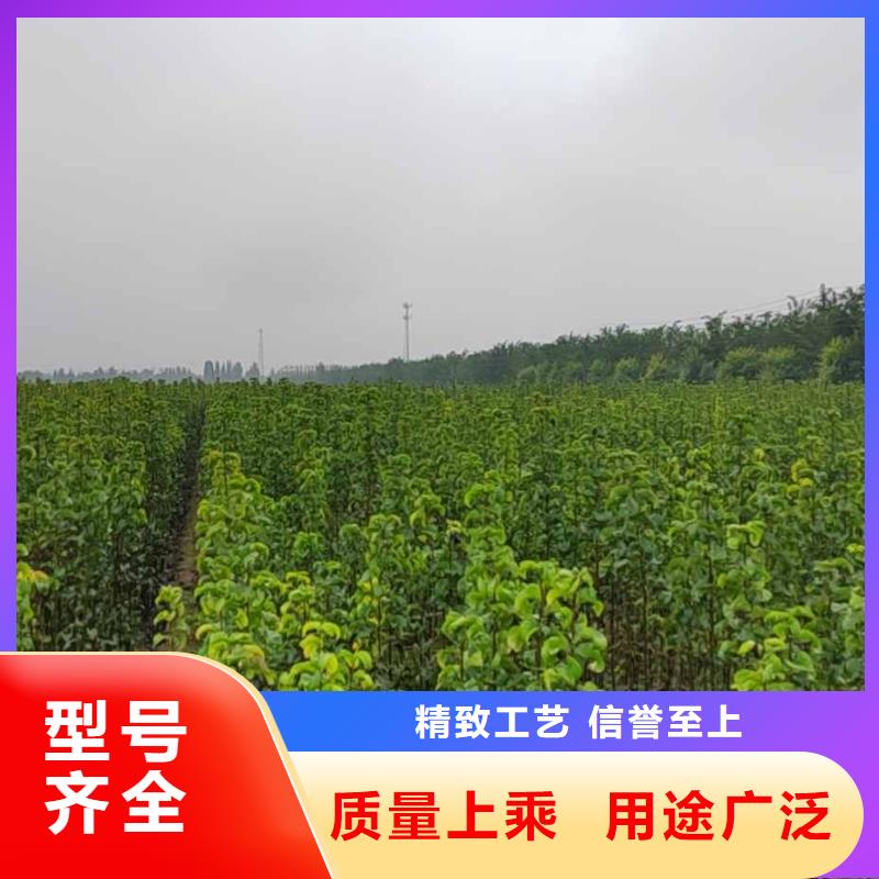 【梨】,山桃苗信譽有保證