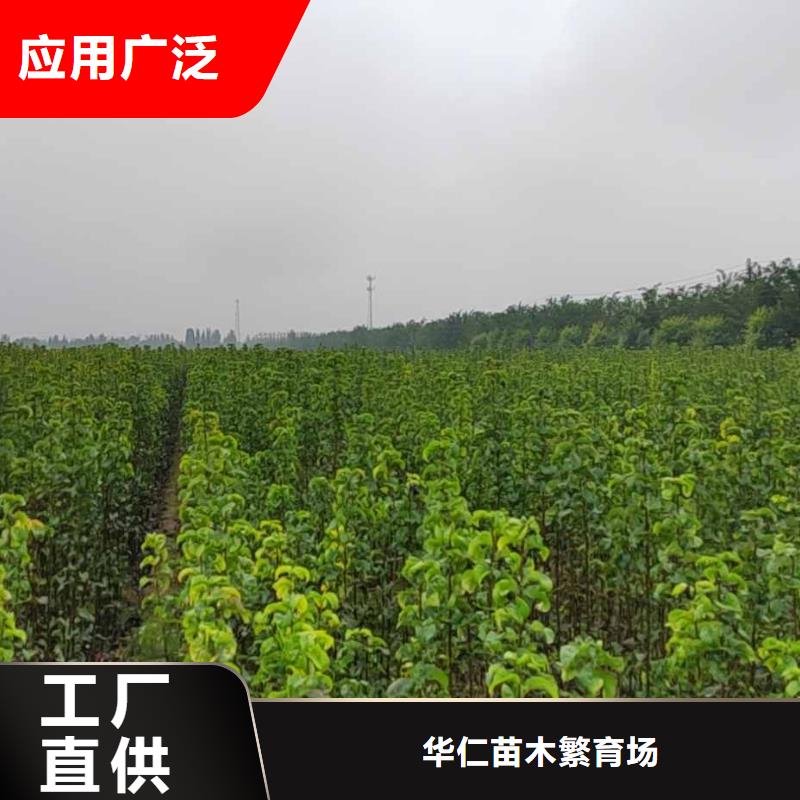 梨,新梨7號梨樹苗應用領域
