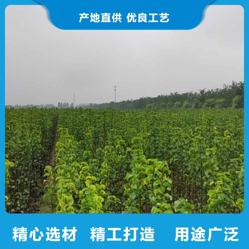 秋月梨種植苗供應(yīng)