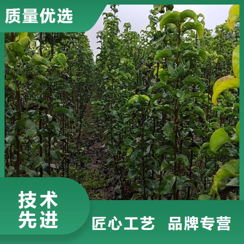 梨毛桃苗生產加工