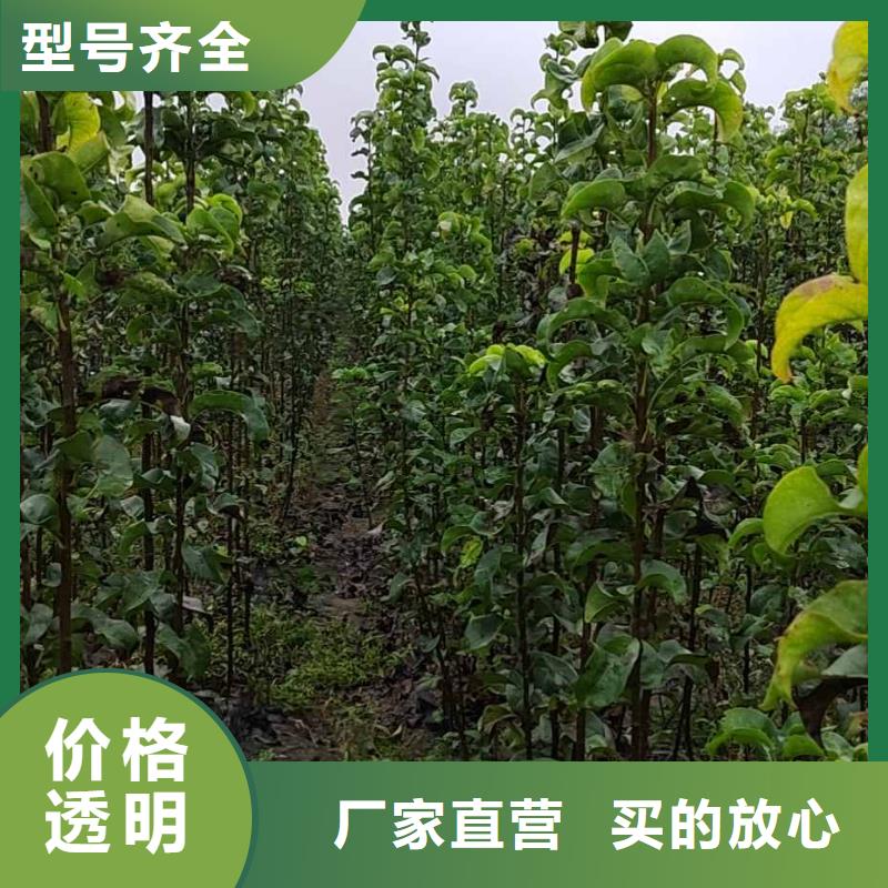 梨海棠苗实力商家