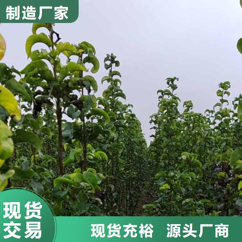 梨海棠苗海量現(xiàn)貨直銷