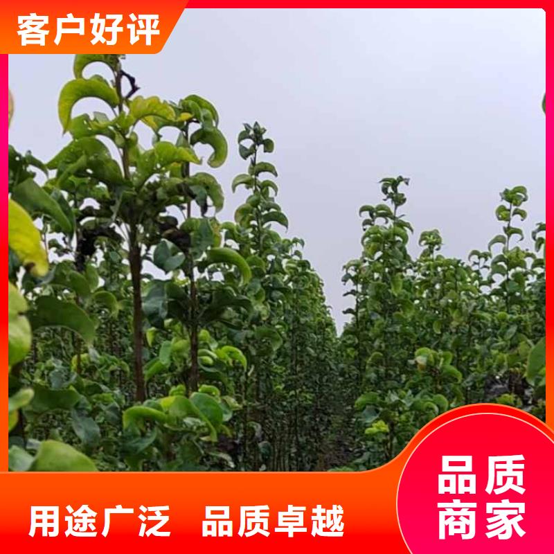 梨海棠苗做工細致