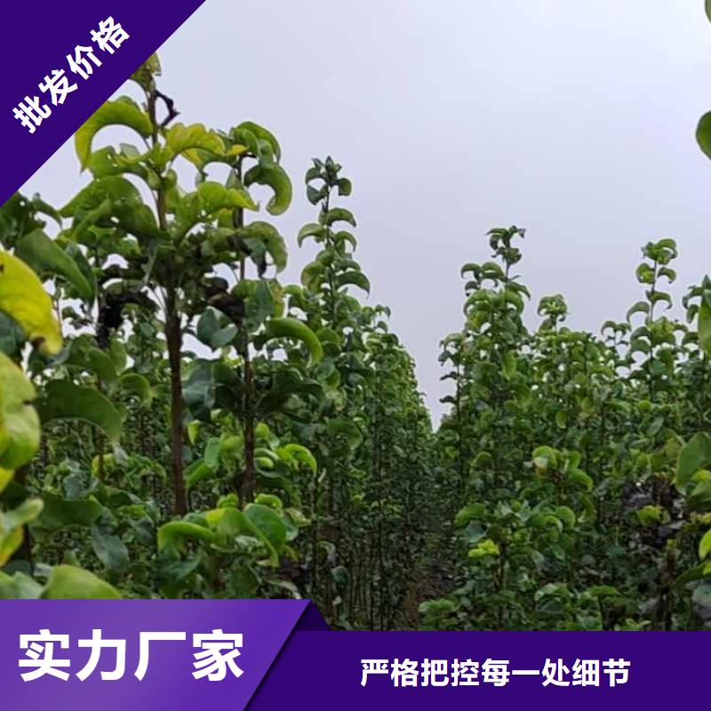 梨新梨7號梨樹苗產地采購