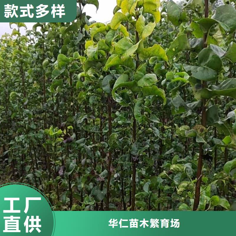 梨秋月梨树苗实体厂家大量现货