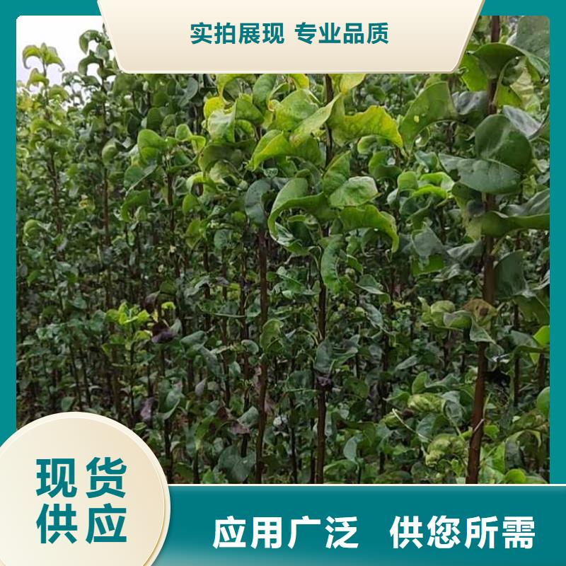 秋月梨樹苗怎么賣