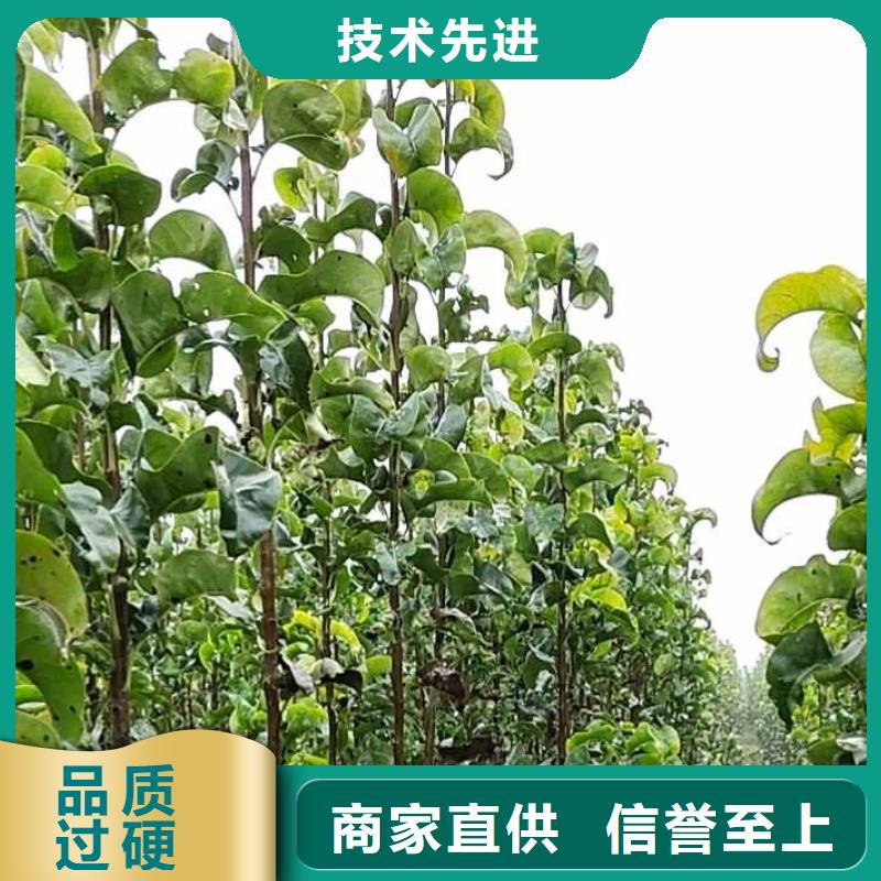 秋月梨苗原產地
