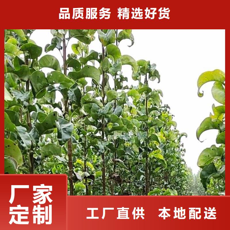 秋月梨苗出售