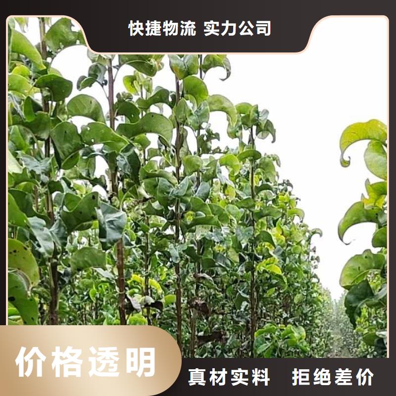 秋月梨苗哪里有賣的