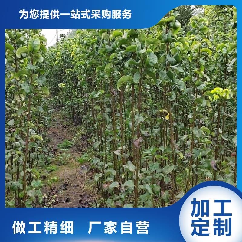 山东秋月梨树苗基地图片