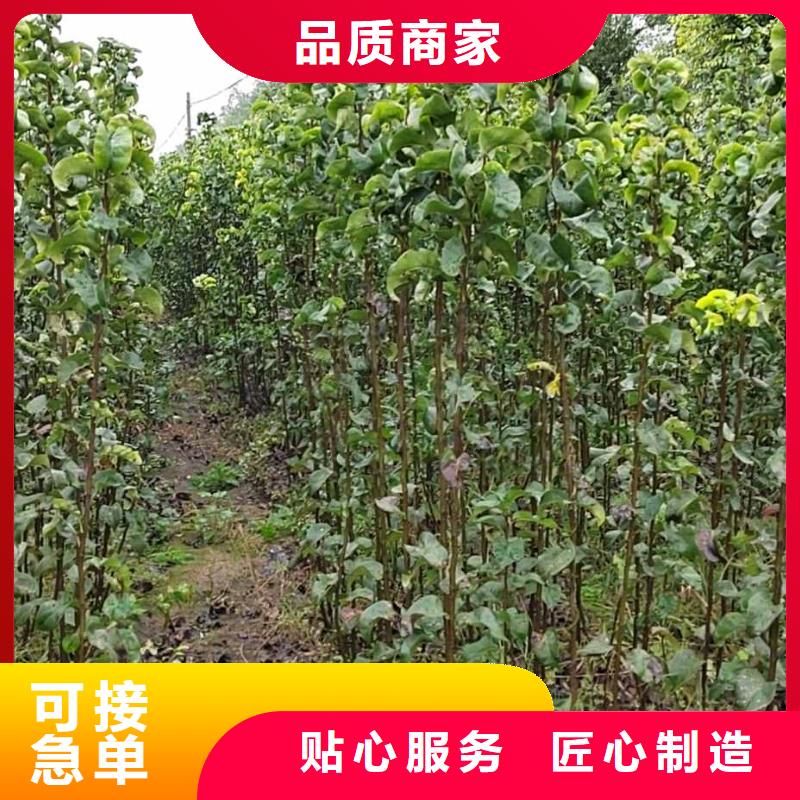 梨_黃冠梨樹苗安心購