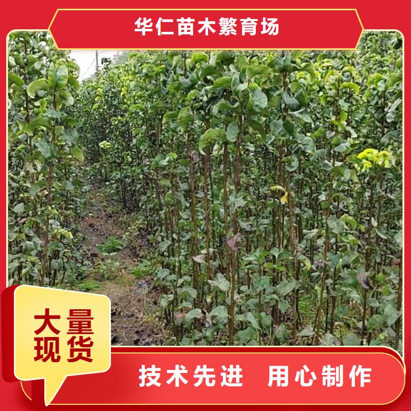秋月梨種植苗一畝地種植利潤