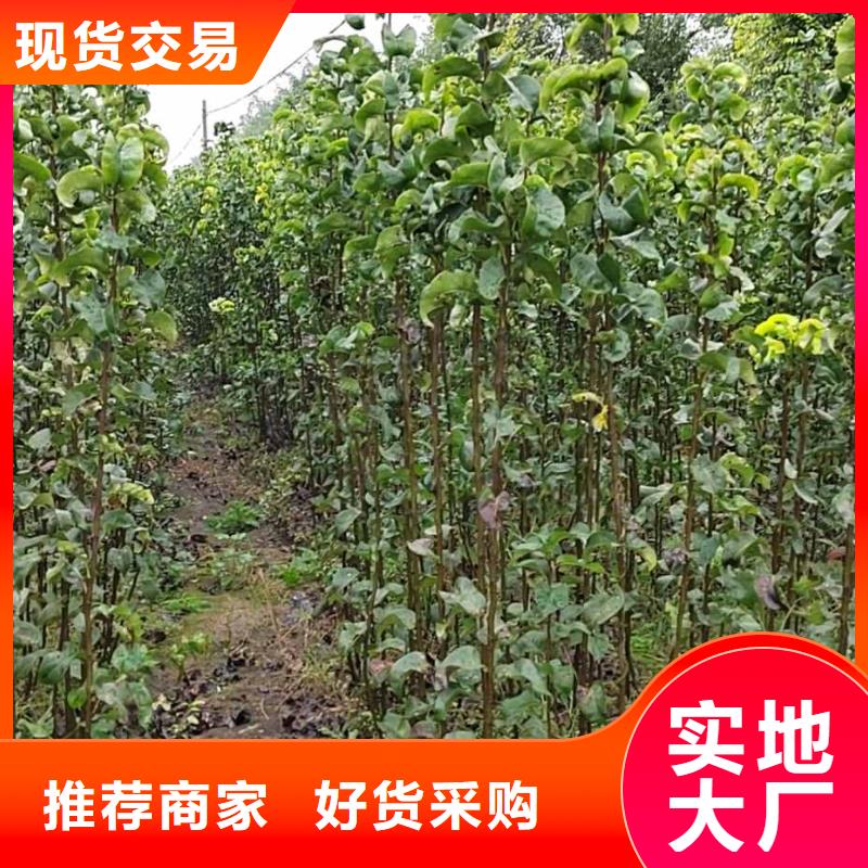 秋月梨苗高產品種