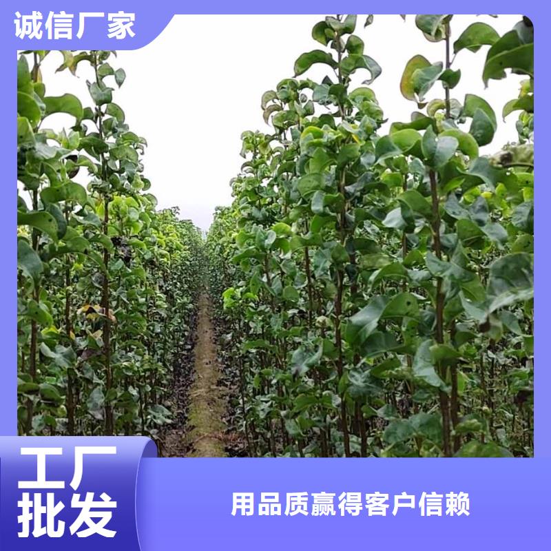 秋月梨種植苗產地