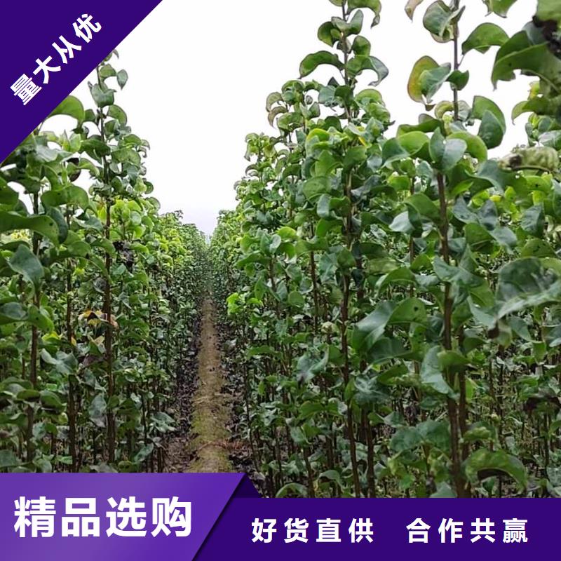 秋月梨種植苗產(chǎn)地