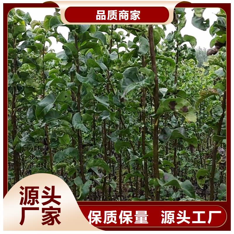 梨梨樹苗基地大廠生產品質